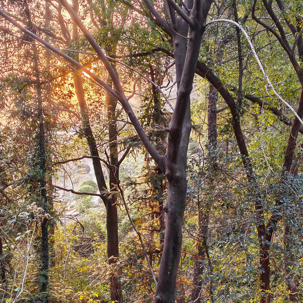 A peaceful forest bathed in the warm light of dusk, capturing the gentle, restrained elegance and tranquil lifestyle BAMEOS creates for modern living spaces.