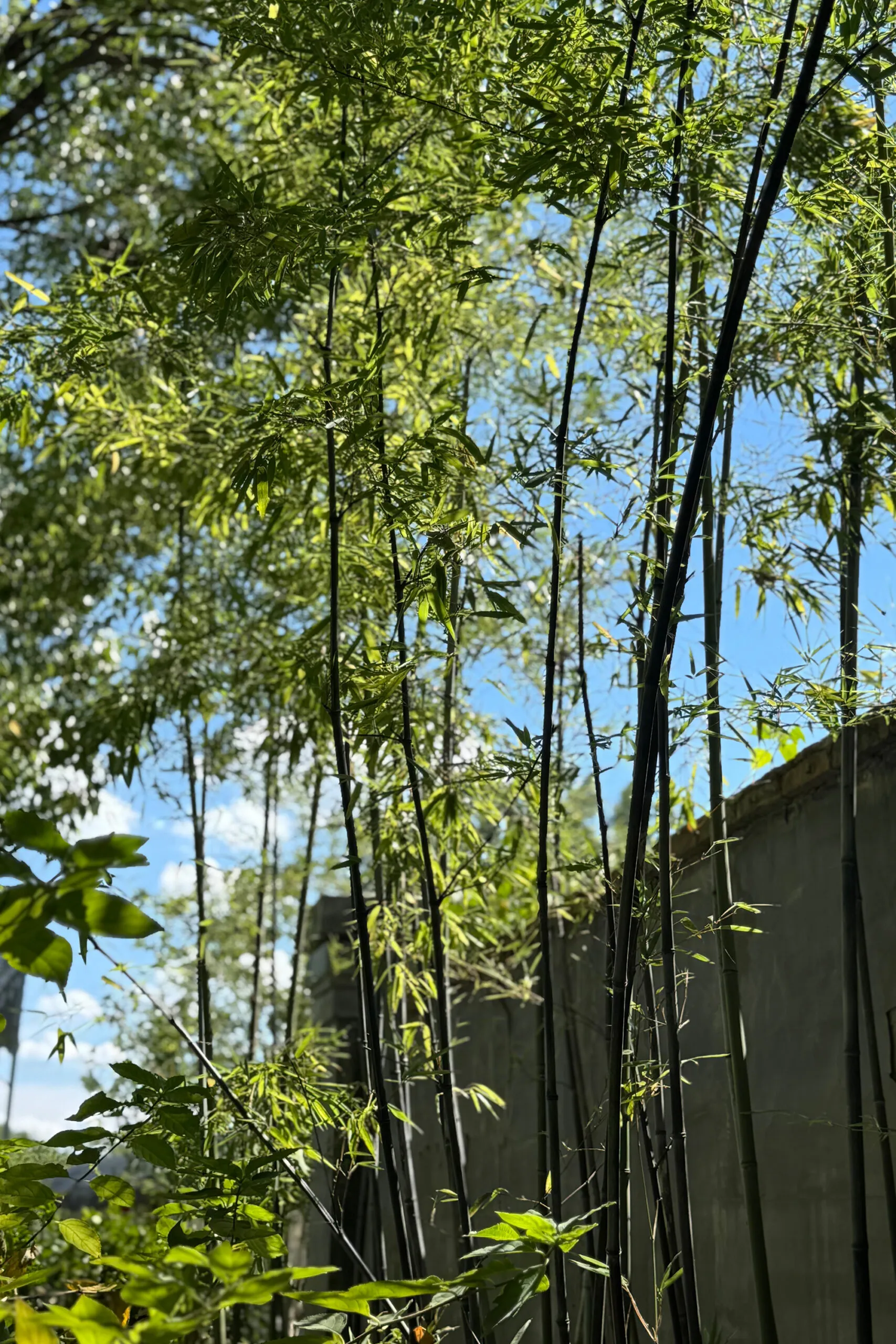 A serene roadside bamboo grove in a quiet village, reflecting the calm, unhurried rhythm and traditional craftsmanship behind our natural home products.