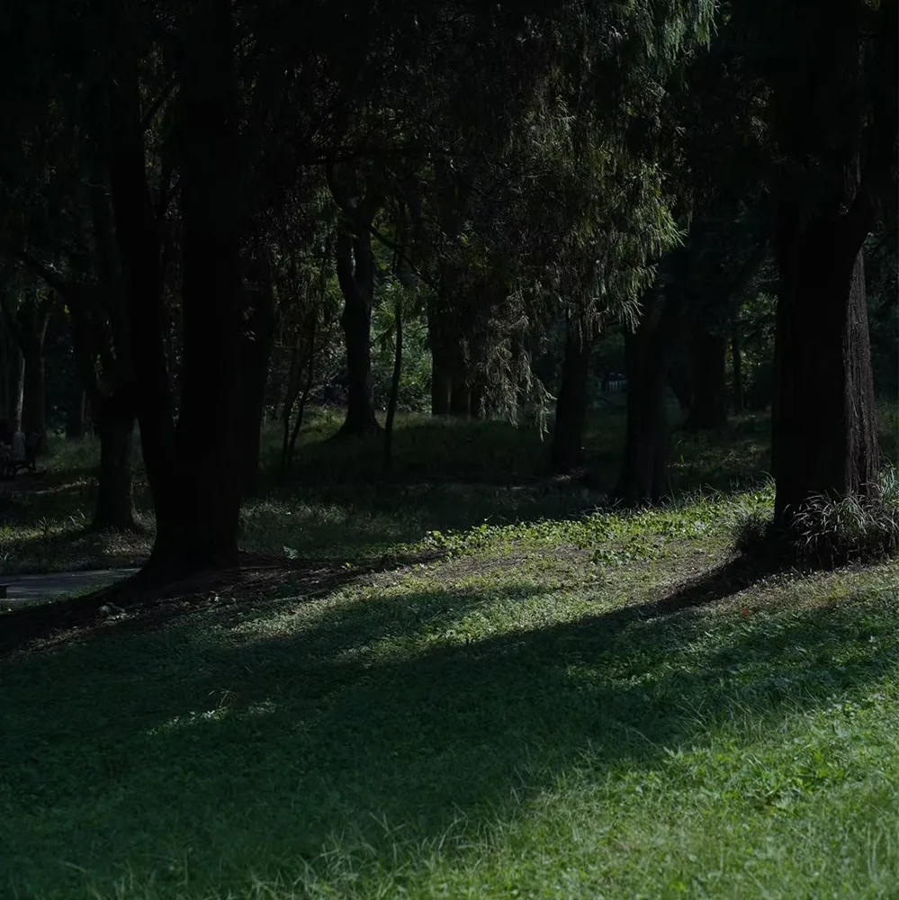 An expansive view of a verdant green forest, reflecting our commitment to protecting disappearing crafts and preserving the natural warmth of the bamboo ecosystem.