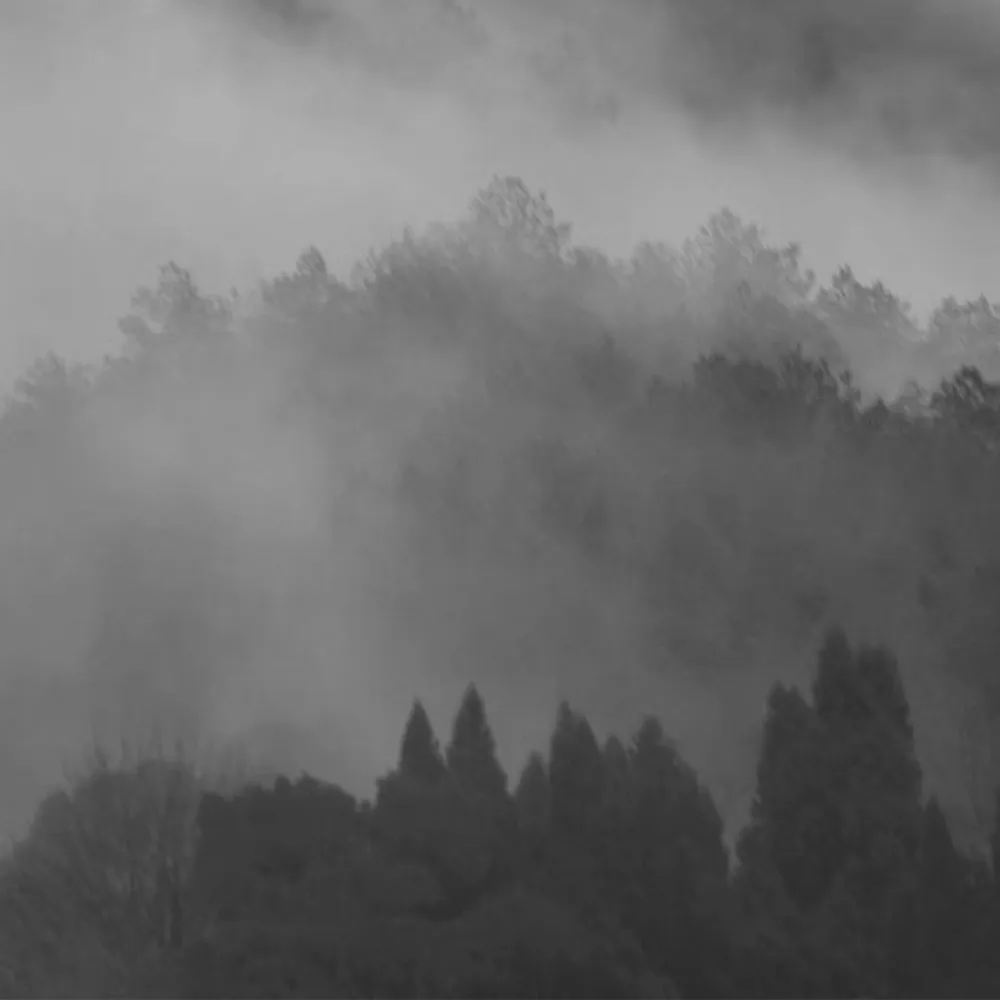 A misty forest shrouded in soft fog, evoking the light and peaceful orientalism that inspires our soulful, understated home decor designs.