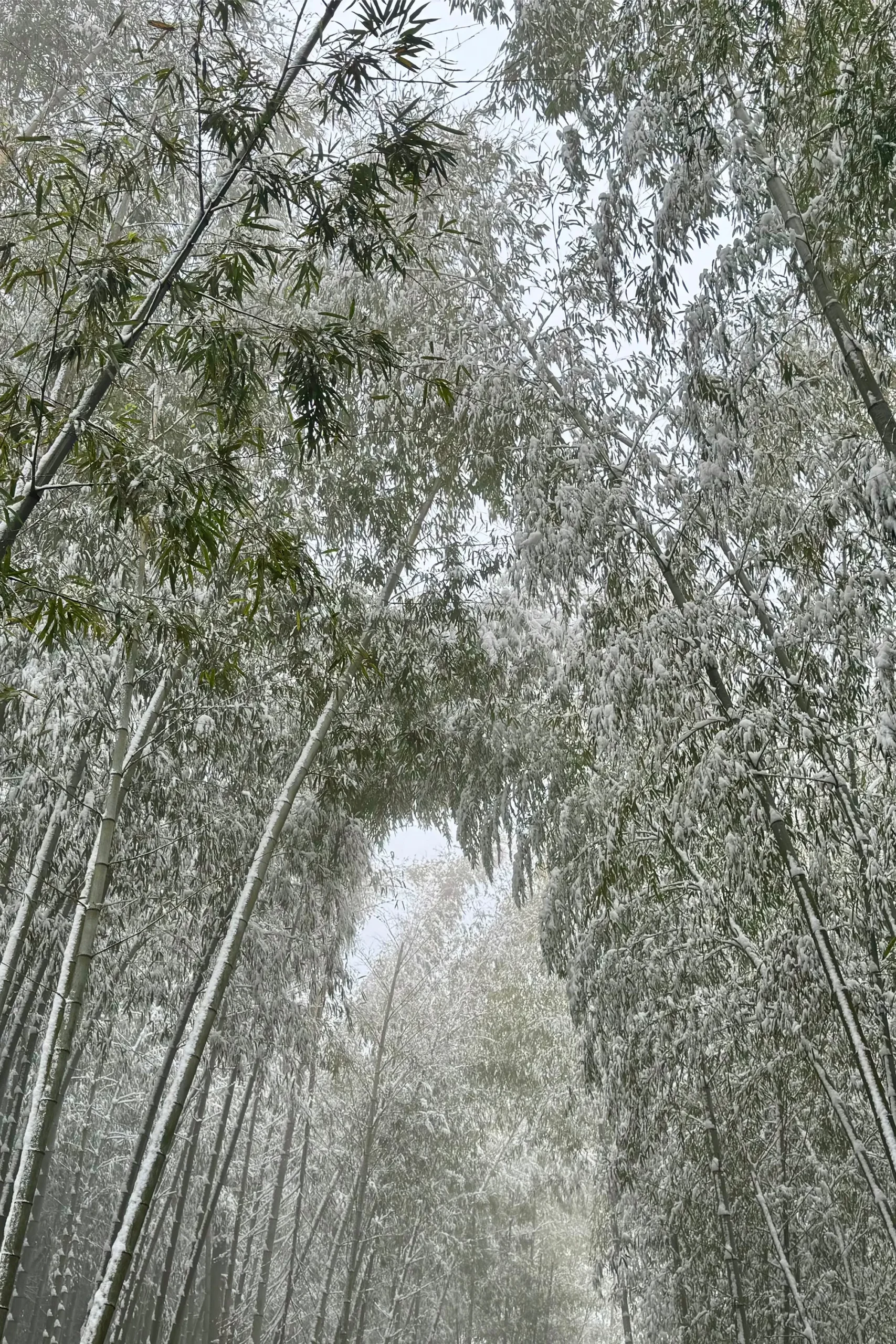 Snow-laden bamboo stands firm against the winter chill, embodying the strength, integrity, and meticulous craftsmanship behind every BAMEOS storage solution.