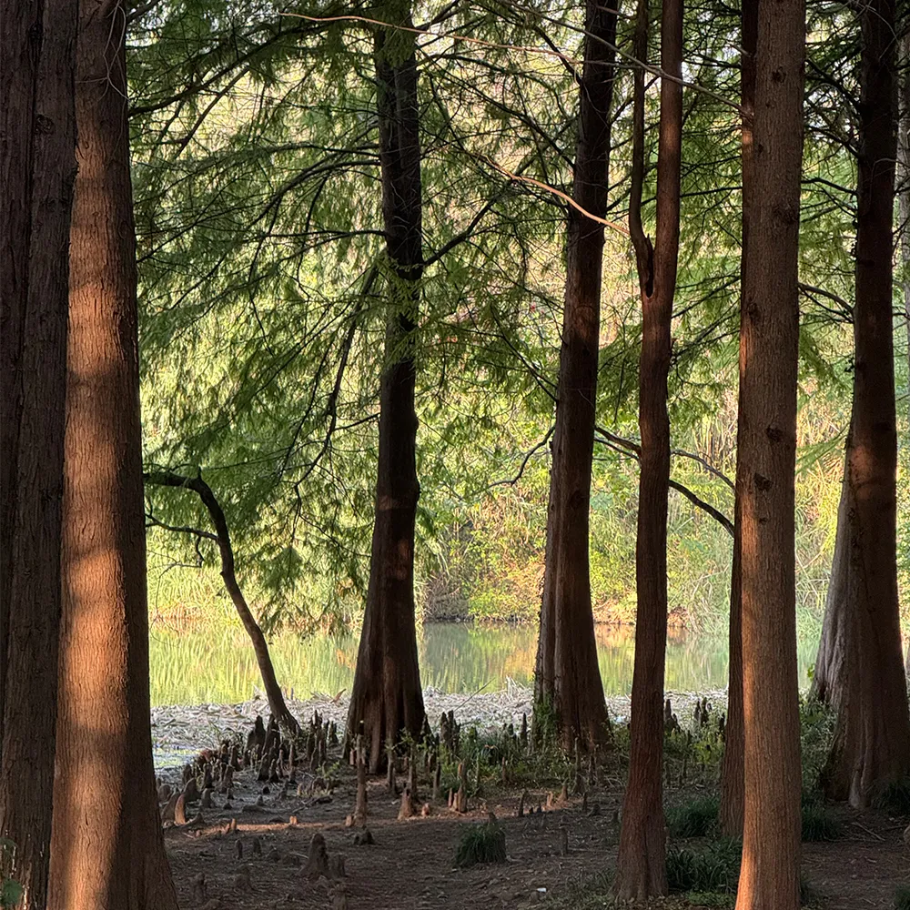 A tranquil forest lining a small river, embodying the orderly, soul-nurturing presence of nature that we weave into our minimalist bamboo furniture designs.