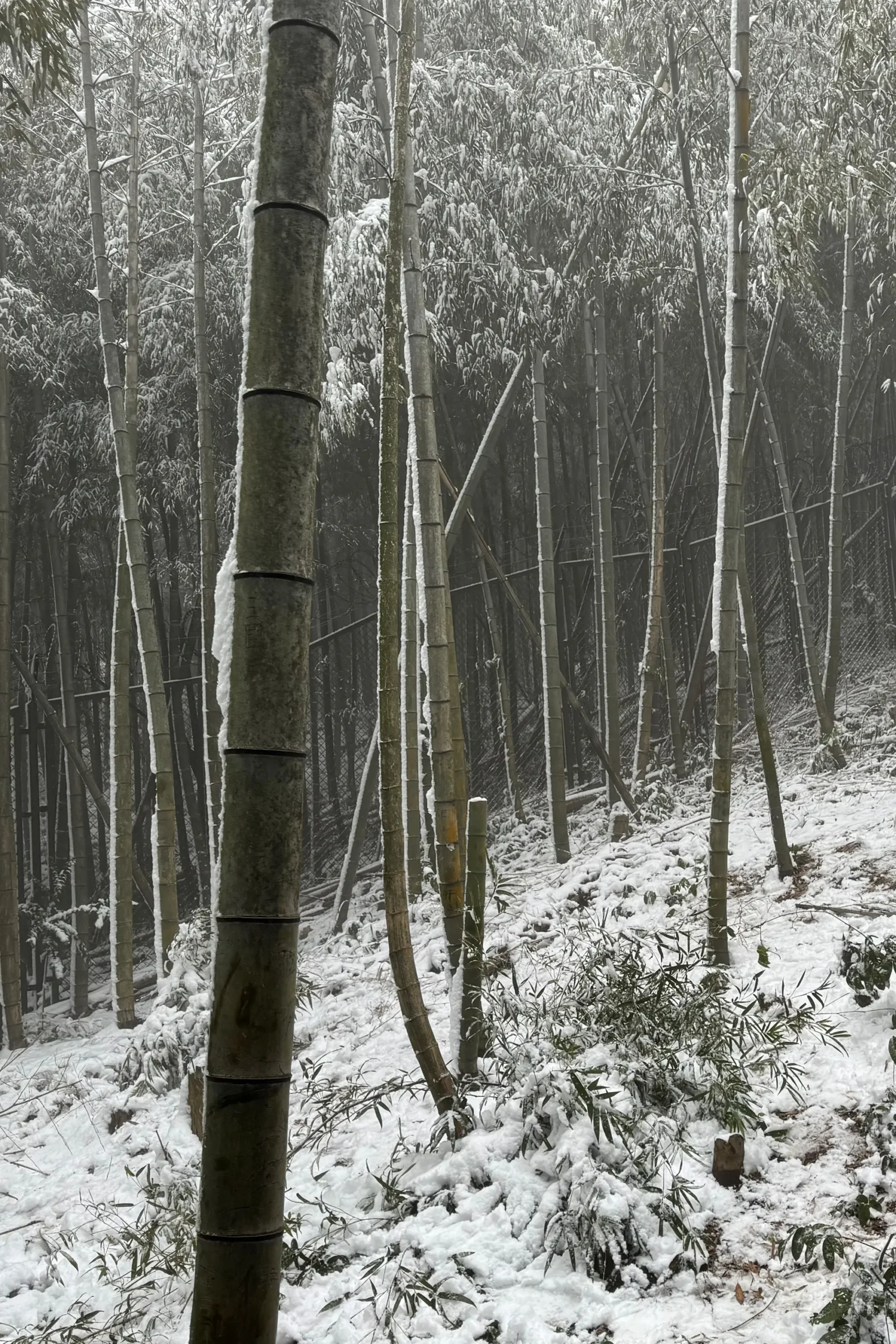 A peaceful bamboo grove blanketed in snow, honoring the pure, natural origin of our eco-friendly furniture and the quiet village heritage where our story began.
