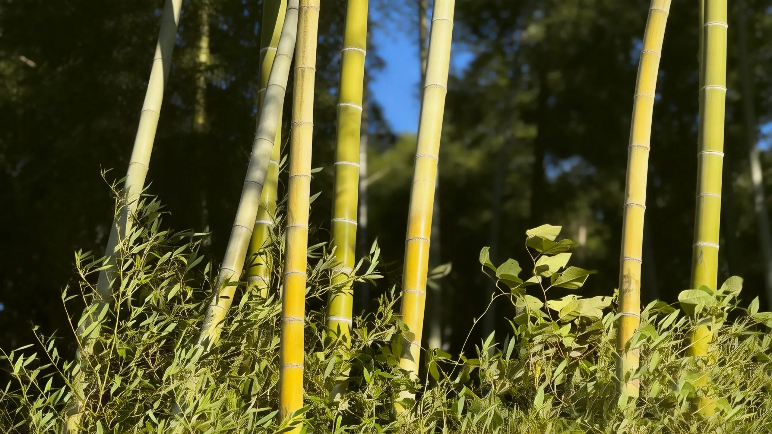 A lush, green bamboo forest representing the sustainable material origins and natural inheritance that define the core of BAMEOS home furniture.