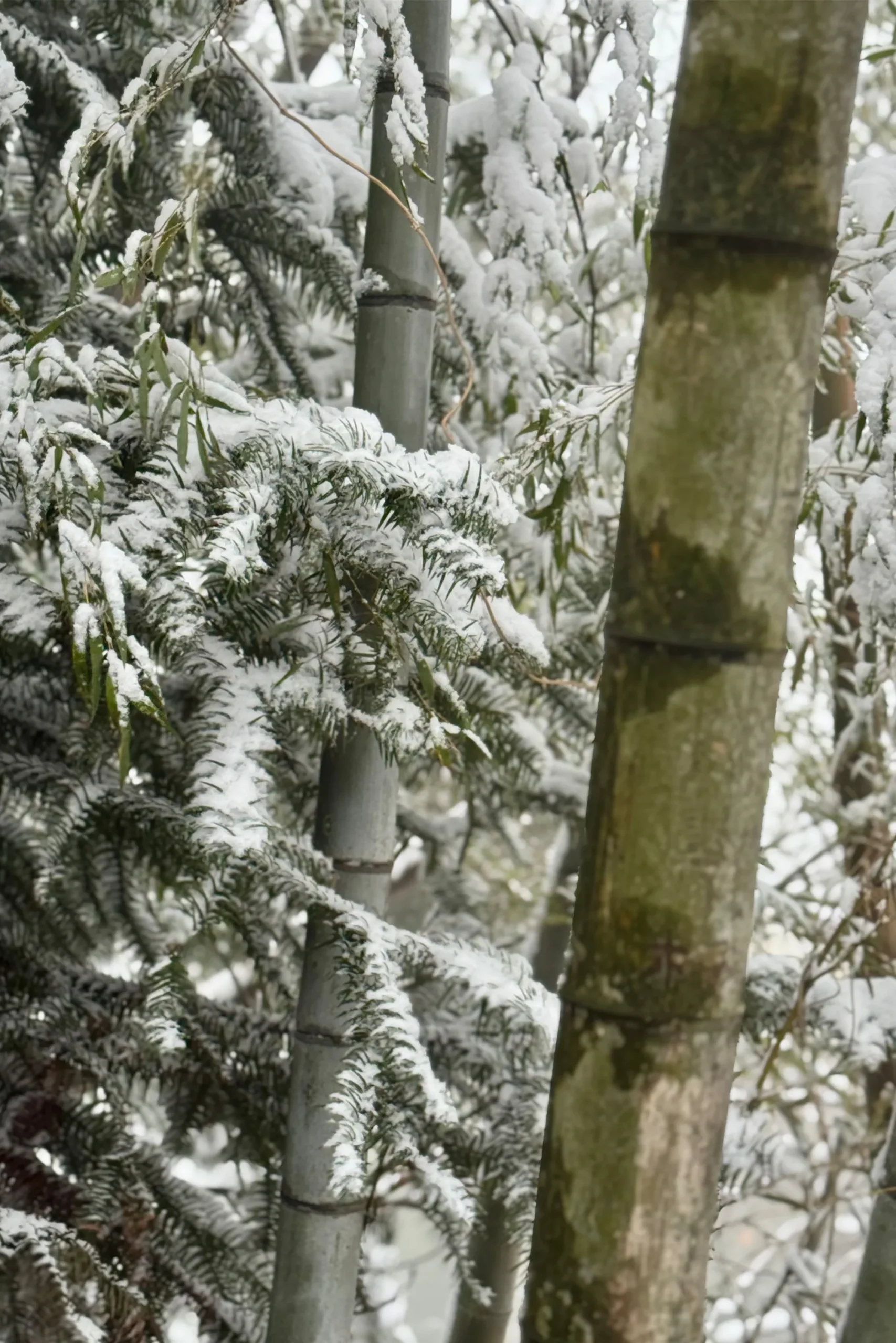 Fresh winter snow resting on vibrant bamboo leaves, illustrating the resilient and timeless beauty of the natural resources used in our handcrafted home furniture.