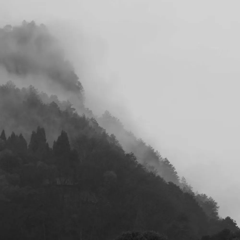 The ethereal beauty of a fog-drenched forest canopy, serving as a reminder of our commitment to protecting disappearing crafts and preserving the warmth of natural materials.