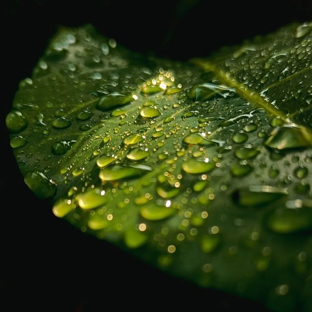 Pure water droplets on a vibrant green leaf, highlighting the revitalizing energy and sustainable vitality that our bamboo materials bring to every home.
