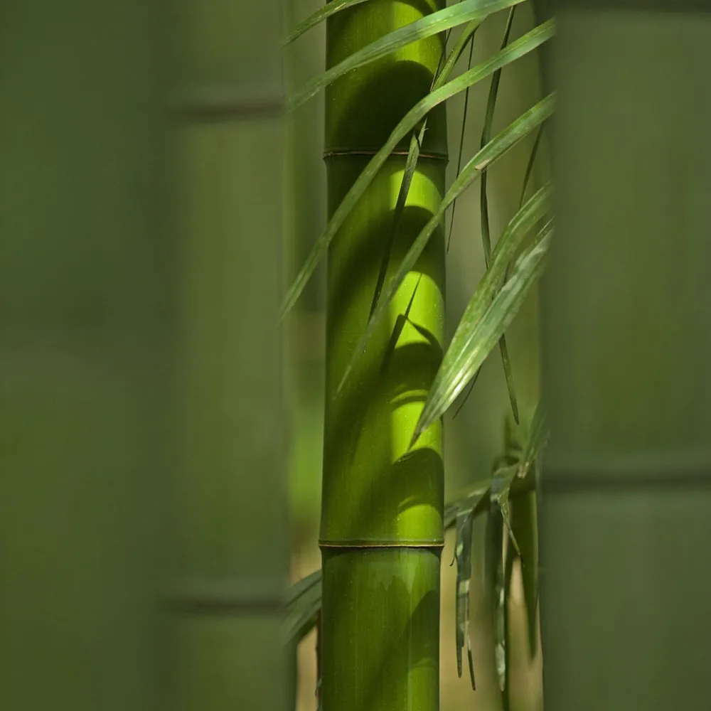 Bamboo grove corner with bamboo stalks and leaves in a calm natural setting
