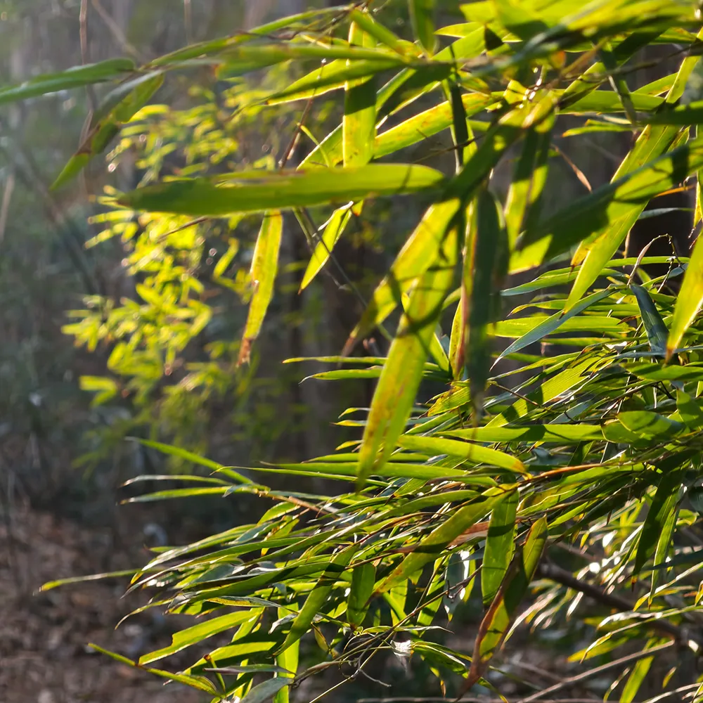 Close up of bamboo leaves illuminated by sunlight showing natural texture and detail
