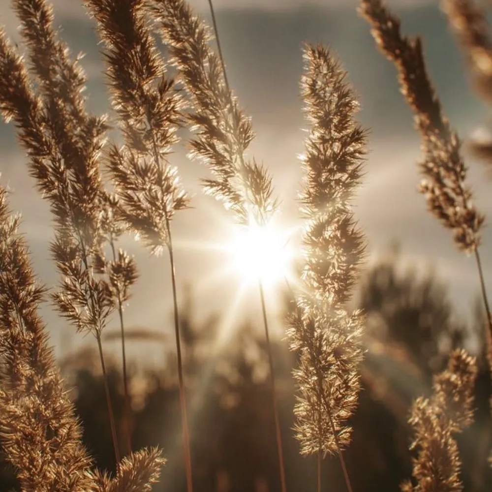 Close up of foxtail grass glowing in sunlight in an open natural field